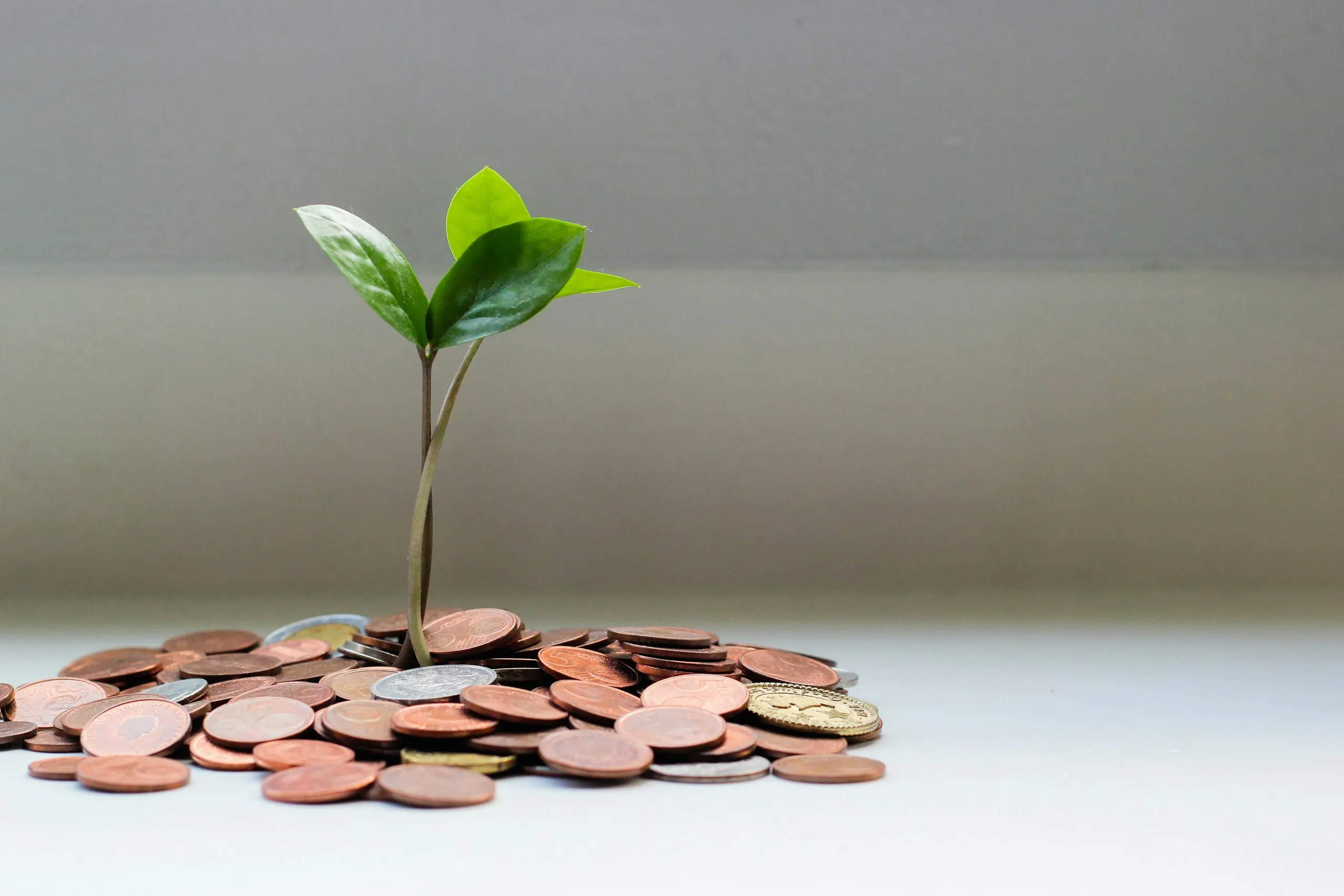 A small seedling growing out of a pile of coins